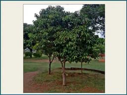 RK Seeds - Mimusops Elengi, Bullet Wood, Indian Medlar Elengi, Thick Shade Tree, Bakul Tree Seeds, For Growing , Maulsari, Spanish Cherry for planting 2