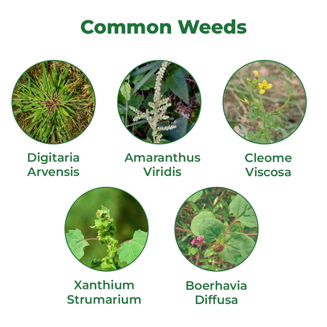 Bayer Foost Herbicide - Image 3