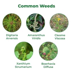 Bayer Foost Atrazine 50%WP Selective Herbicide For Maize And Sugarcane Crops 3