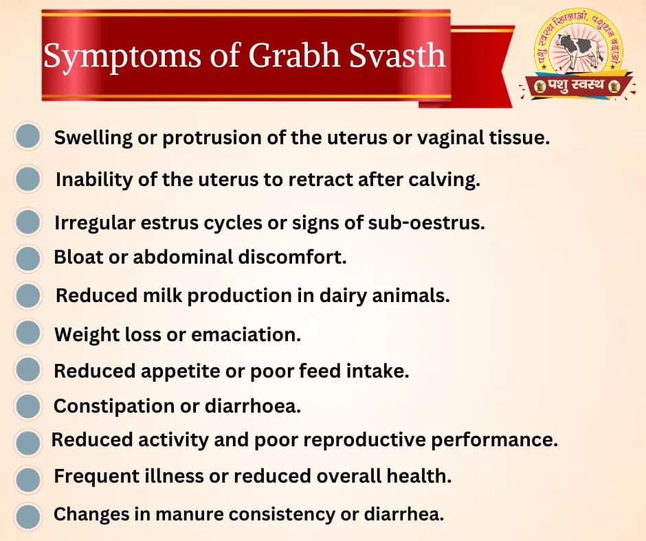 PASHU SVASTH GARBH SVASTH, Herbal Cattle Prolapse And Uterine Health Solution - Image 7