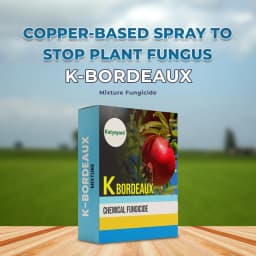 Katyayani K-Bordeaux Mixture Fungicide, Effectively Prevents Fungal Diseases. 2