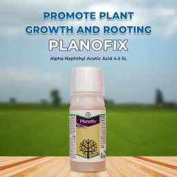 Bayer Planofix - Alpha Naphthyl Acetic Acid 4.5 SL (4.5% ww) Increase and Improving the Quality and Yield Of Fruits, Reduces Pre-Harvest Berry Drop 2