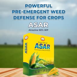 EBS ASAR Atrazine 50% WP Herbicide, Selective Systemic Pre and Post-Emergence Herbicide, Use for Maize and Sugarcane 2