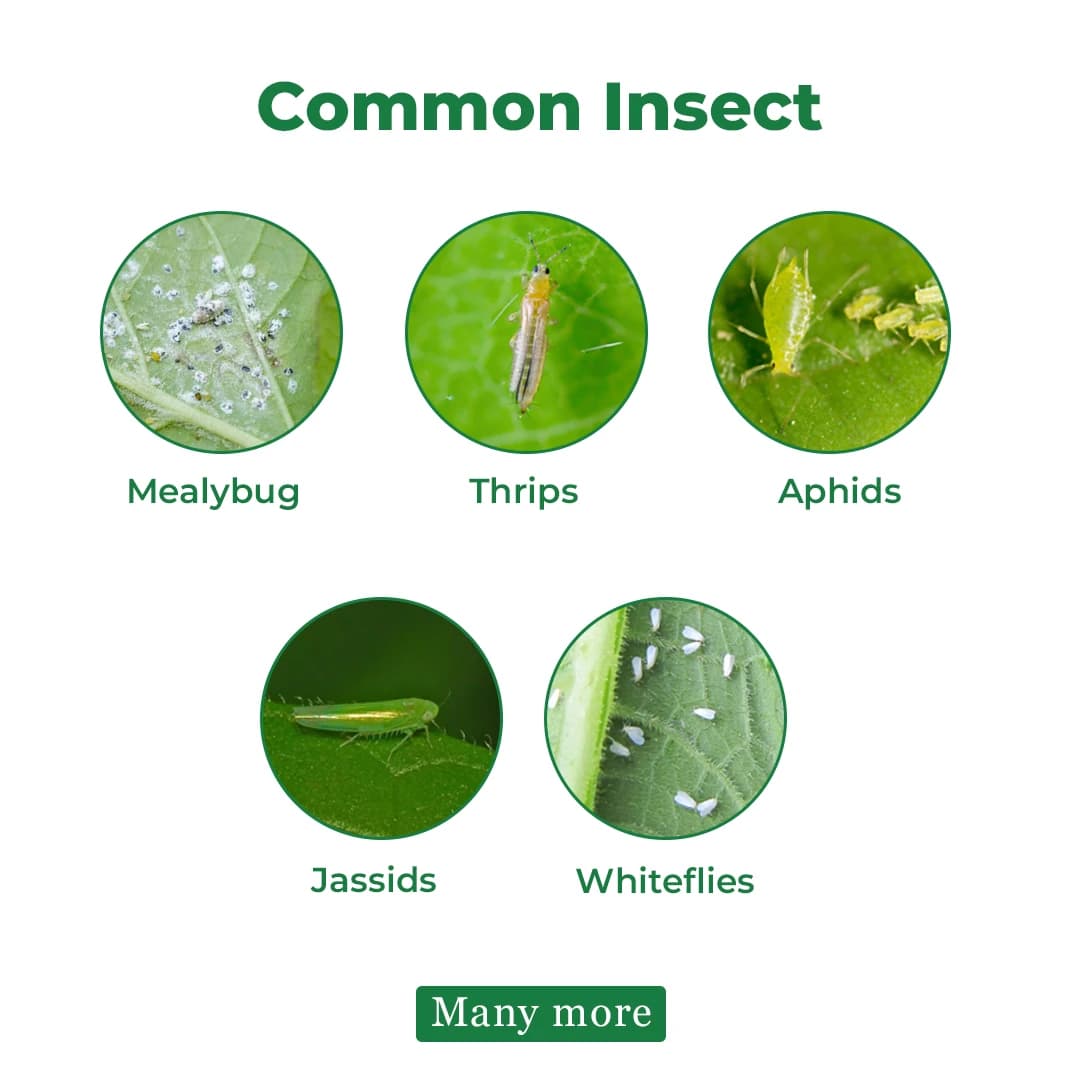 Coromandel Finio Pyriproxyfen 5% + Diafenthiuron 25% SE, Contact and Stomach action Insecticides. - Image 3