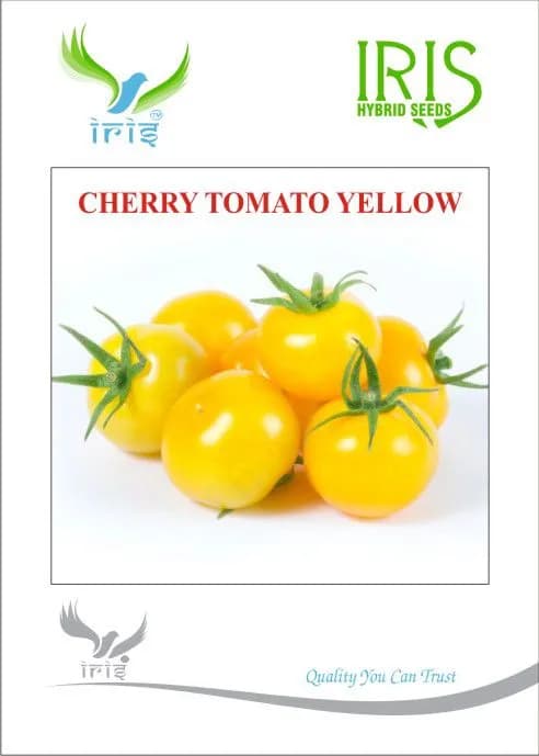 Iris Yellow Cherry Tomato Seeds - (Tamatar Seeds) Round Shape and Yellow Fruit Colour - Image 1