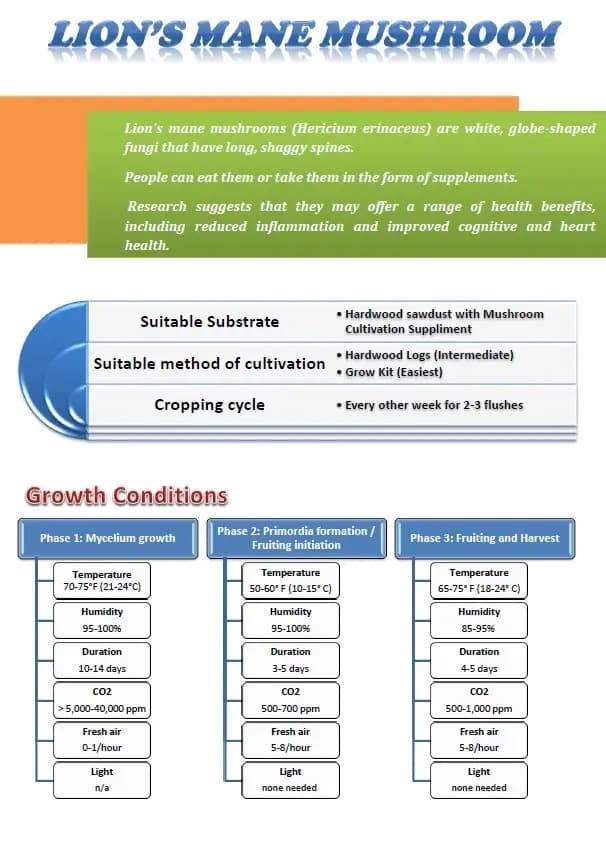 लायन'स मेन मशरूम स्पॉन बीज, सफेद, गोले के आकार वाले कवक जो लंबे, झबरीं कांटों से ढंके होते हैं। - Image 8