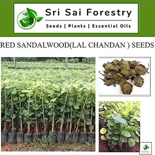 SRI SAI FORESTRY Red Sandal Seeds (Pterocarpus Santalinus , Lal Chandan or Raktachandan) - Image 2