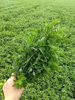 SRI SAI FORESTRY - Alfa Alfa Grass Seeds - Lucerne (Fodder, Soil Erosion Control) 5