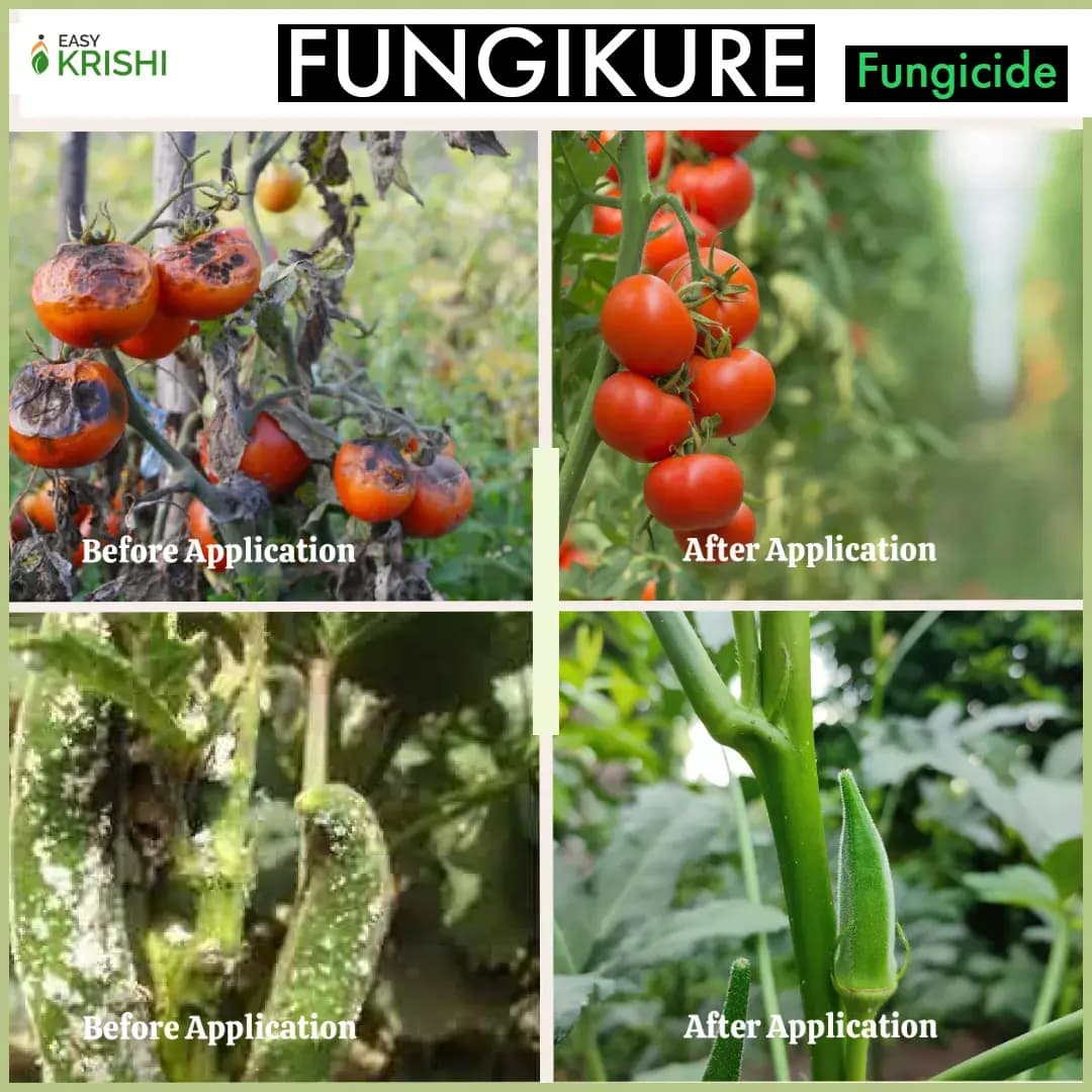 Easykrishi Fungikure Fungicide For Controlling Fungal Infection, Protecting Plants And Crops From Fungal Diseases. - Image 4