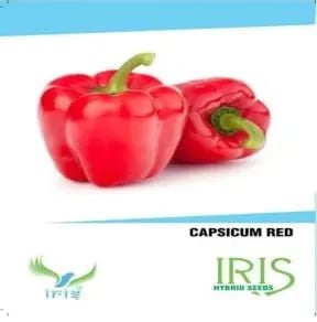 Iris Hybrid Vegetable Capsicum Seeds (15 No. of Seeds) , For All Seasons, Grown On Terrace Or Outdoors.