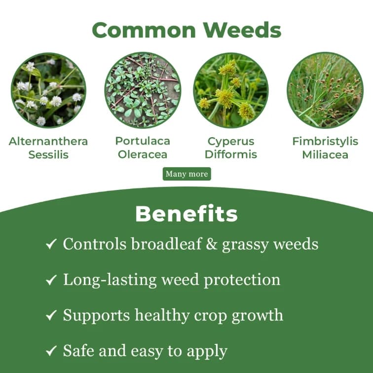 TATA Rallis Panida Pendimethalin 30% EC, Prevents Plant Cell-Division & Elongation, Inhibits Root And Shoot Growth. - Image 3