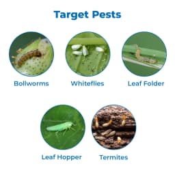 FMC Talstar Plus Bifenthrin 8% + Clothianidin 10% SC, Broad Spectrum Insecticide, Controlling a Wide Range of Sucking and Chewing Insects 3