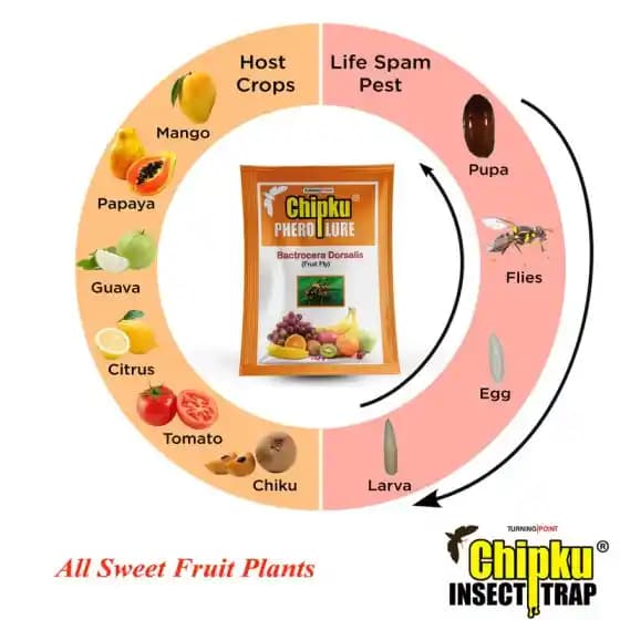 Chipku Pheromone Ecomax Trap With Fruit Fly Lure (Bactrocera Dorsalis), Attracts Targeted Pest Only, For Fruit and Vegetables Crops - Image 8