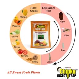 चिपकू - फ्रूट फ्लाई ल्यूर (बैक्ट्रोसेरा डोर्सालिस) के साथ फेरोमोन इकोमैक्स ट्रैप केवल लक्षित कीटों को आकर्षित करता है, फलों और सब्जियों की फसलों के लि 8