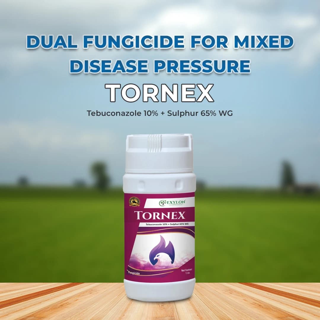 Exylon Tornex Fungicide - Tebuconazole 10% + Sulphur 65% WG - Image 2