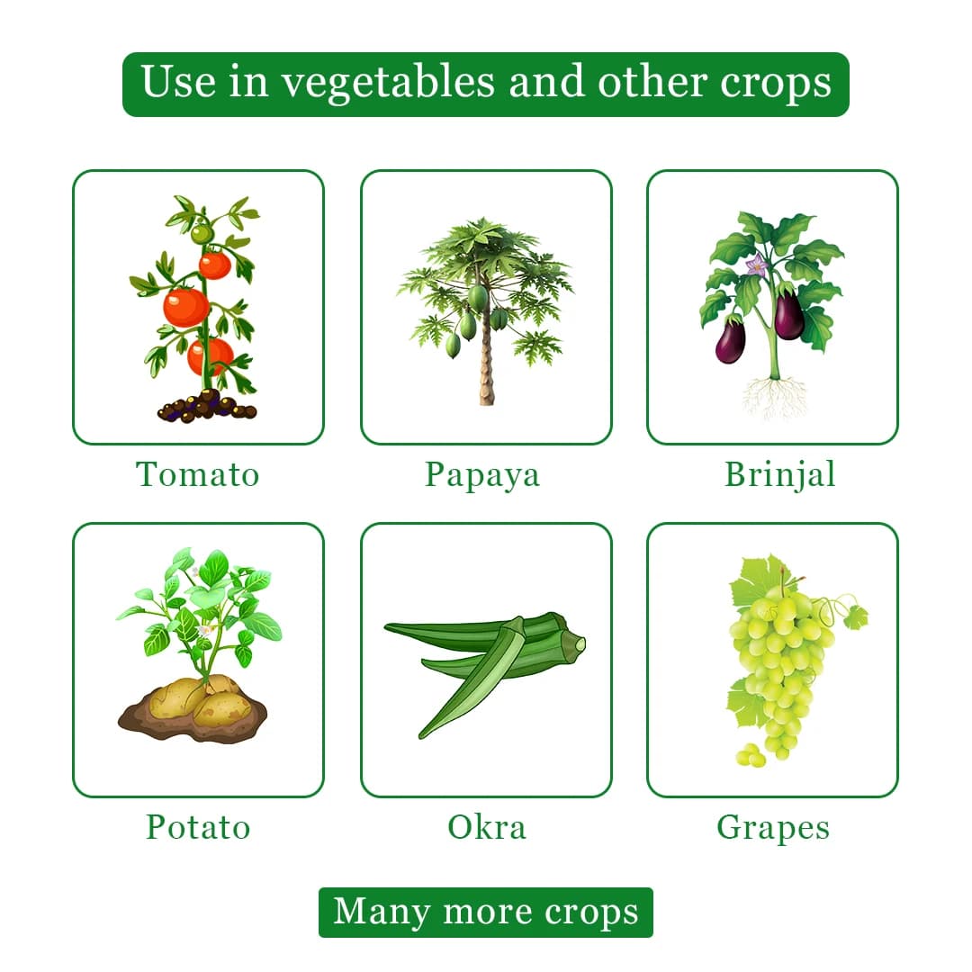 EBS Proton Acetamiprid 20% SP Systemic Insecticide, Best Used for Cotton, Vegetable, And Fruit Crops - Image 4