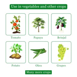 EBS Proton Acetamiprid 20% SP Systemic Insecticide, Best Used for Cotton, Vegetable, And Fruit Crops 4