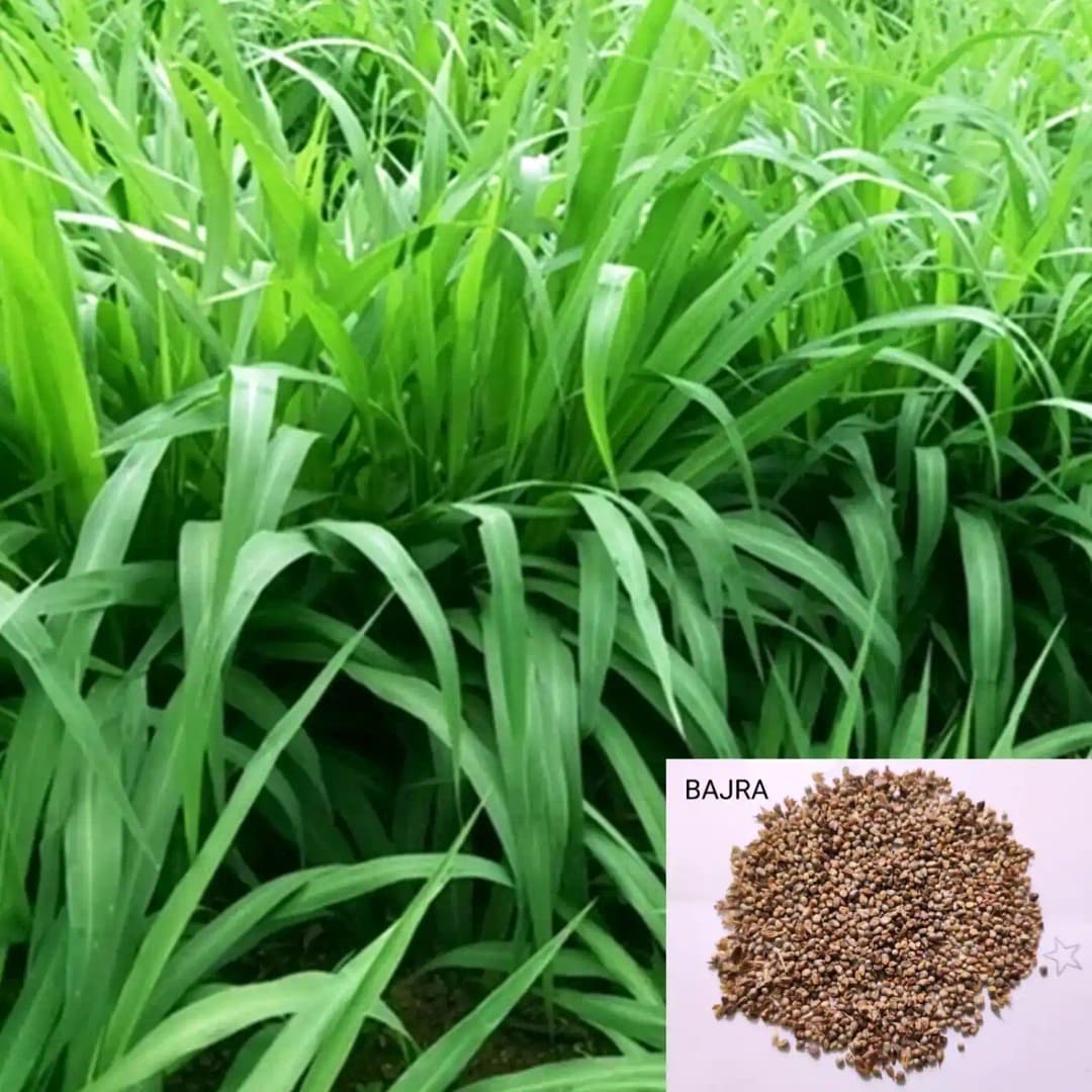 Sri Sai Forestry Bajra Napier Hybrid Grass Seeds, Multi Cut Grass Seed and Animal Fodder - Image 2