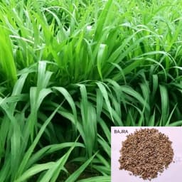 Sri Sai Forestry Bajra Napier Hybrid Grass Seeds, Multi Cut Grass Seed and Animal Fodder 2