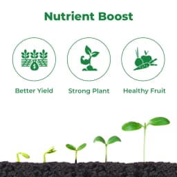 BACF Salbor Boron Ethanolamine, Liquid Boron 10% Foliar Fertilizer, Rich In Boron. 3