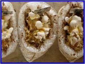 Sporekart Ganoderma Mushroom Spawn Seed, No Artificial Flavors, No Preservatives, Totally Organic - Image 3