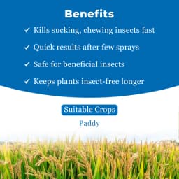 एडामा सिगालिट - पाइमेट्रोज़िन 50% डब्ल्यूजी कीटनाशक, धान में बीपीएच नियंत्रण के लिए उच्च प्रभावी समाधान 4