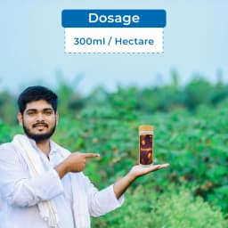 विलोवुड इनोवेक्सिया इमिडाक्लोप्रिड 6% + लैम्ब्डा साइहेलोथ्रिन 4% एसएल, तना छेदक, हिस्पा, प्लांट होपर और गुंधी बग के लिए सबसे अच्छा 5