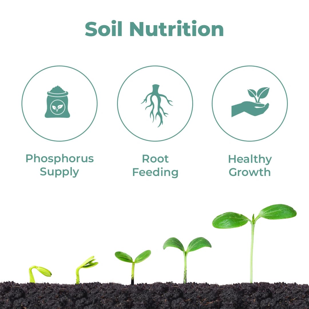 ईबीएस पीएसबी फॉस्फेट घुलनशील जीवाणु जैव उर्वरक, दालों के लिए फायदेमंद है और सभी फसलों और सभी जलवायु के लिए उपयोगी है - Image 3