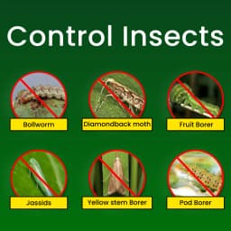 Katyayani K-Indox Indoxacarb 14.5% SC Insecticide, Effective Against Larva 3