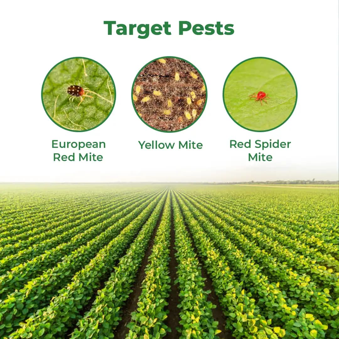 Ramcides Slasher Hexythiazox 5.45% EC Acaricide, Insecticide, Control Of Phytophagous Mites - Image 3