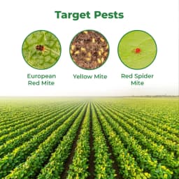 Ramcides Slasher Hexythiazox 5.45% EC Acaricide, Insecticide, Control Of Phytophagous Mites 3
