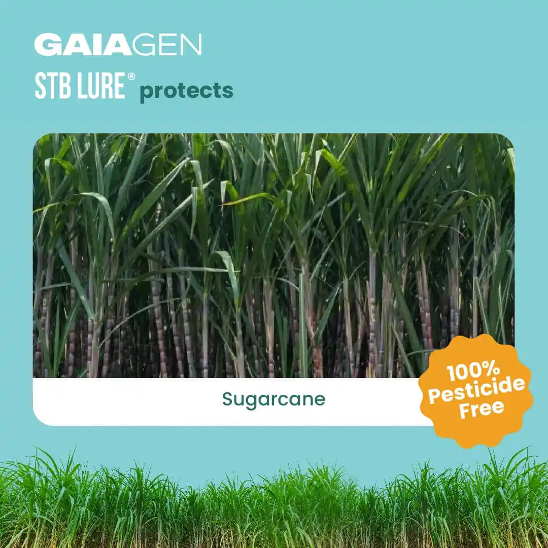 GAIAGEN Pheromone Funnel Trap and Lure For Sugarcane Top Borer (Scirpophaga excerptalis) And Insect Funnel Trap Combo pack - Image 9