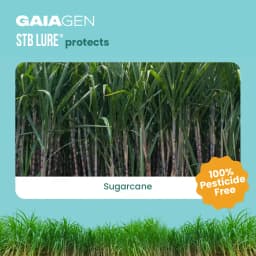 GAIAGEN Pheromone Funnel Trap and Lure For Sugarcane Top Borer (Scirpophaga excerptalis) And Insect Funnel Trap Combo pack 9
