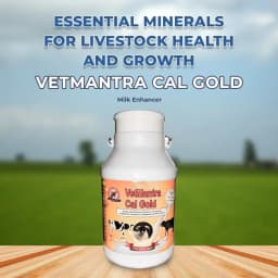VetMantra Cal Gold - Calcium for Milk Enhancer, Vitamins Mineral Mixture, Best For Milk Enhancer 2