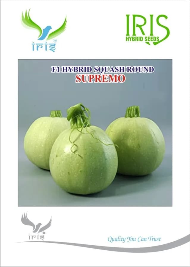 आईरिस सब्जी सीड्स, एफ1 हाइब्रिड स्क्वैश सुप्रीमो, गोल आकार के साथ हल्का हरा रंग