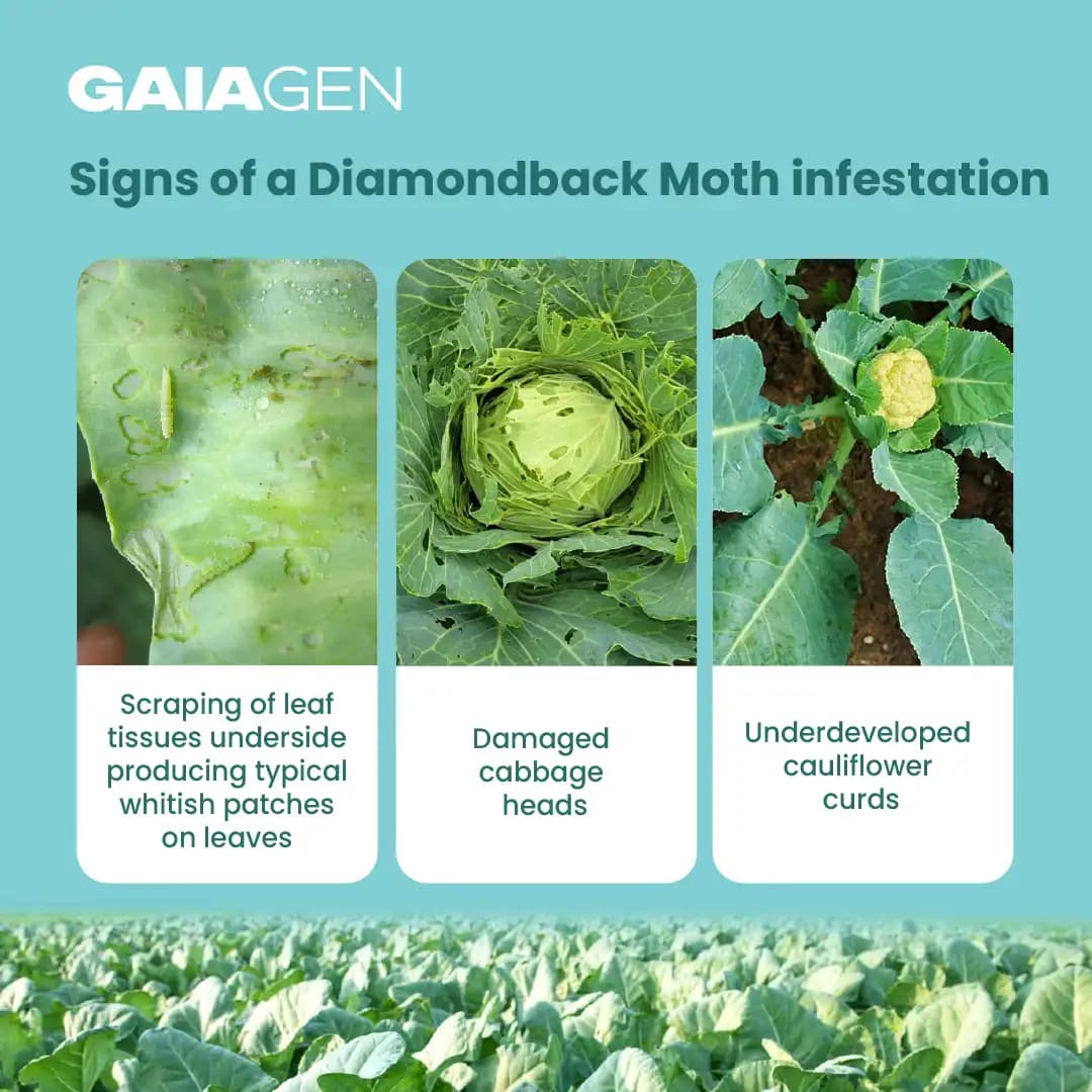 Gaiagen DBM Lure and Traps Pheromone Lure for Diamondback Moth (Plutella xylostella) & Insect Water Trap (Wota-T) - Image 4