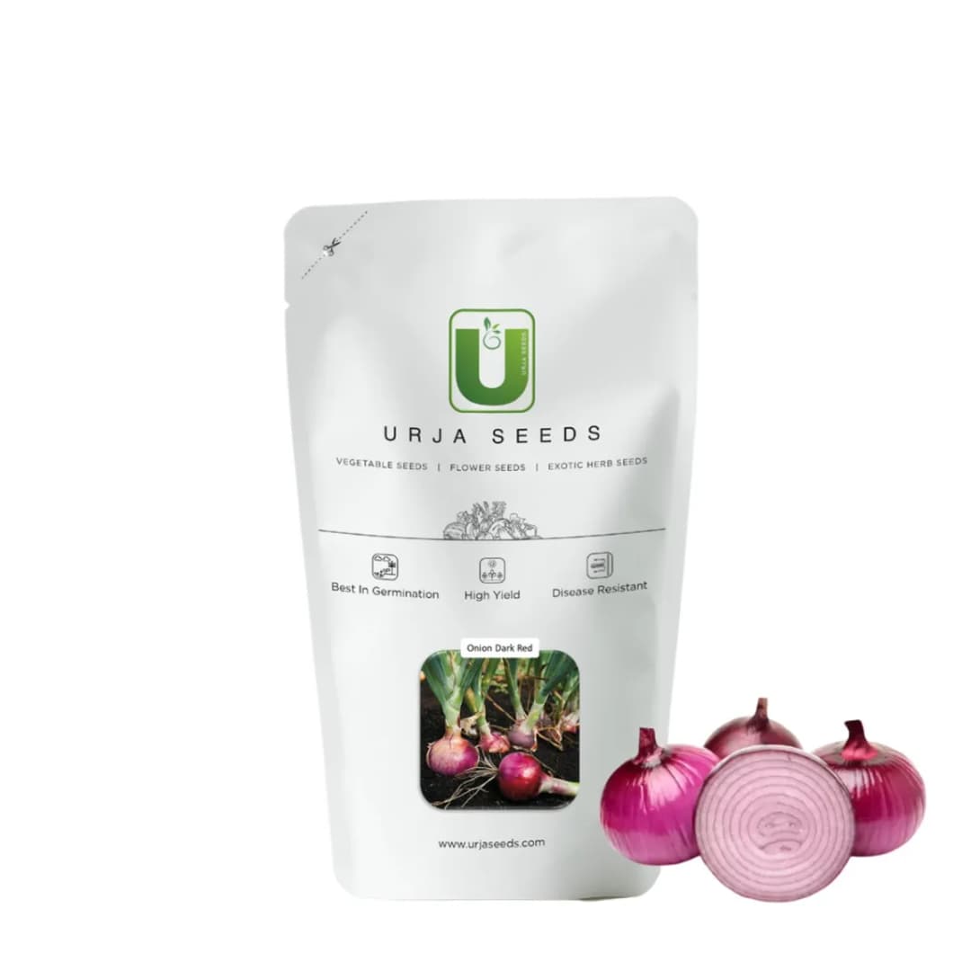 Urja Dark Red Onion Seeds, Globular In Shape And Mildly Pungent, Good For Kharif Sowing