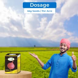 Gentex Fursungi Gold Onion Seeds, Kande Ke Beej For Late Summer to Winter Season, Pink Light Red 5