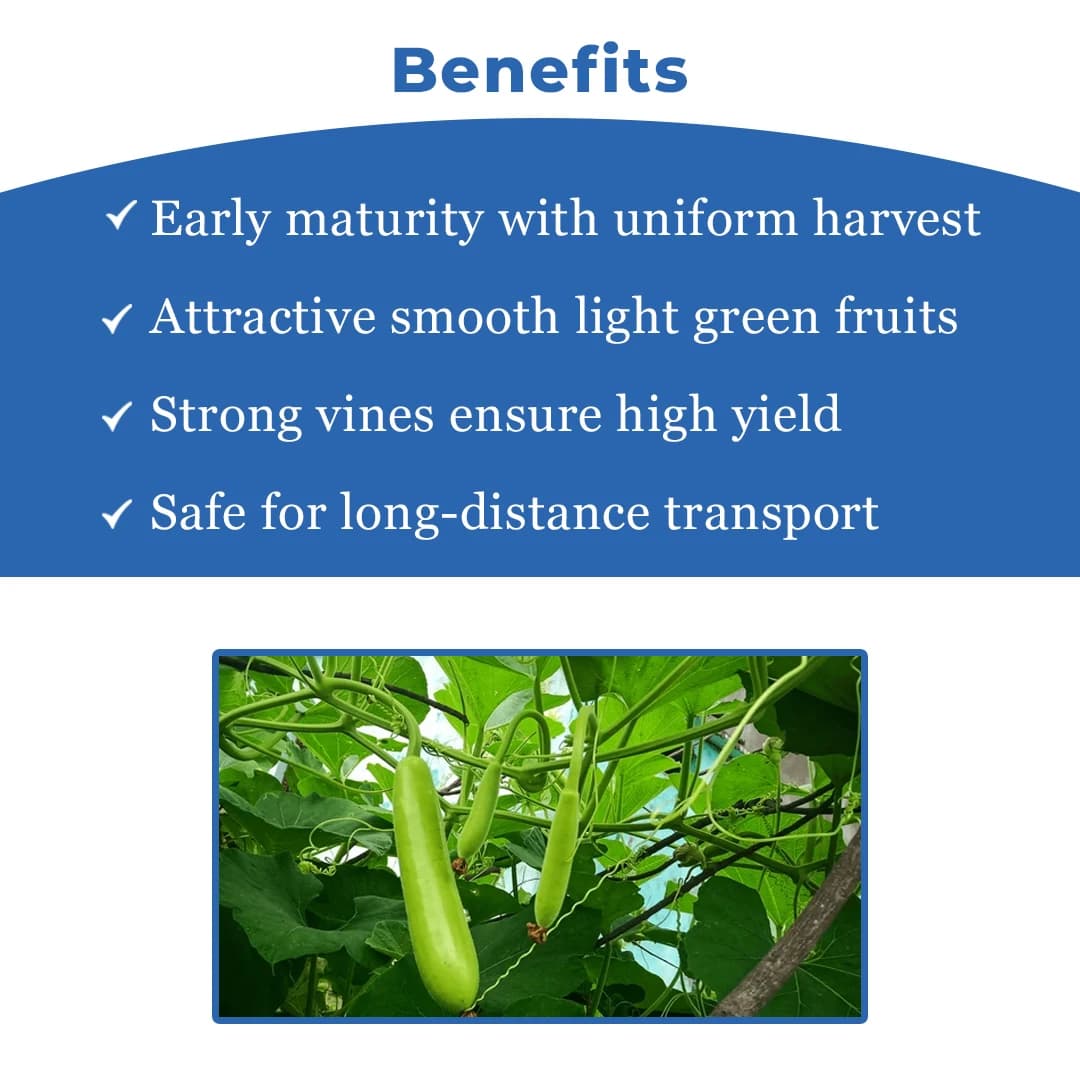 Sagar Rasili F1 Hybrid Bottle Gourd Seeds, High Yield, Dark Green, Suitable For Both Kharif and Zaid Seasons - Image 4