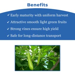 Sagar Rasili F1 Hybrid Bottle Gourd Seeds, High Yield, Dark Green, Suitable For Both Kharif and Zaid Seasons 4