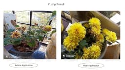 Pushp Flowering Special For All Crops, Improves Flowering, Flower Colour, Uniformity 4