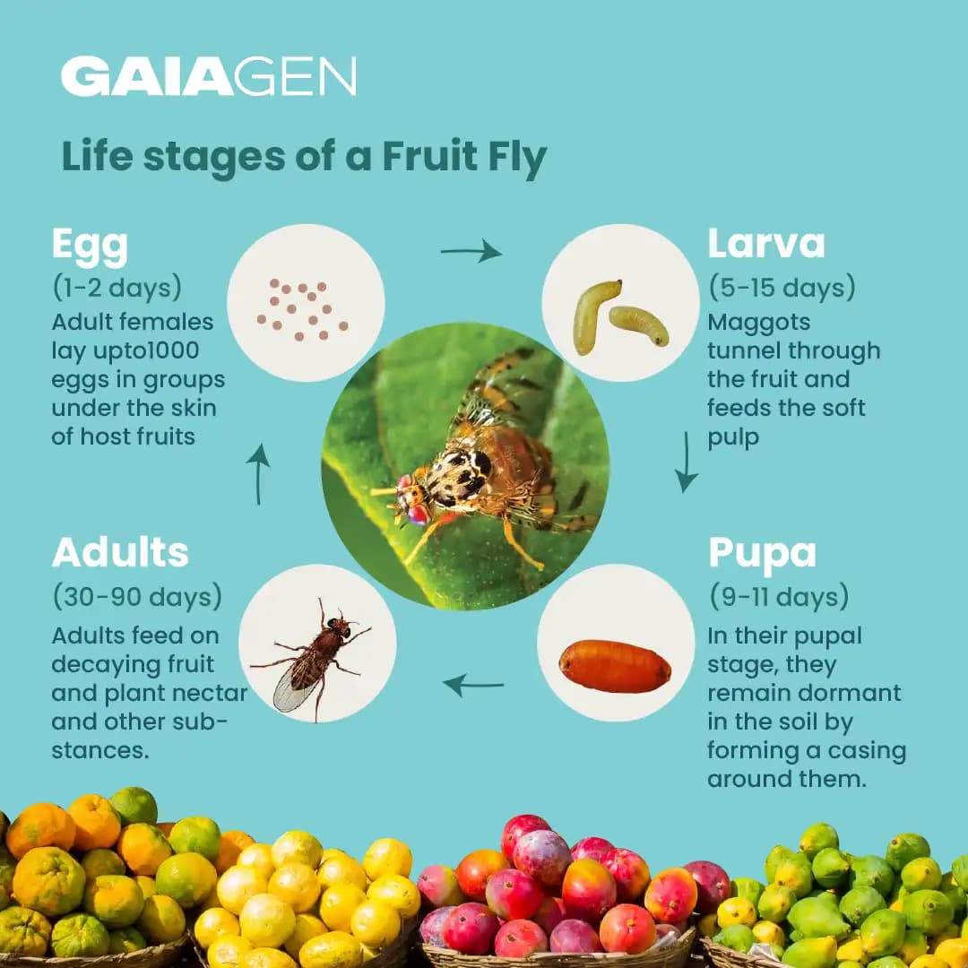 गाइएजेन फेरोमोन फल मक्खी ल्योर (बैकट्रोसेरा डॉर्सालिस) और कीट मक्खी जाल, आईएमओ प्रमाणित - Image 5