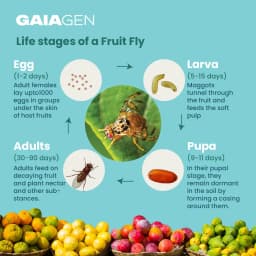 गाइएजेन फेरोमोन फल मक्खी ल्योर (बैकट्रोसेरा डॉर्सालिस) और कीट मक्खी जाल, आईएमओ प्रमाणित 5