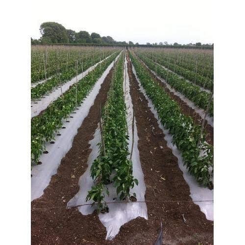 Siddhi Mulch Film Mulching Sheet, (1 Meter Width X 400 Meters Length) Black And White For Agriculture & Horticulture - Image 5