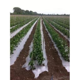 Siddhi Mulch Film Mulching Sheet, (1 Meter Width X 400 Meters Length) Black And White For Agriculture & Horticulture 5