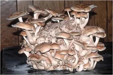 SporeKart Shiitake Mushroom Dowels (100pcs), With Best Germination, Suitable For Home Environment.. - Image 1