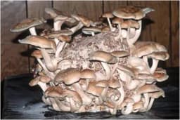 Thanvi Shiitake Mushroom Dowels (100pcs), With Best Germination, Suitable For Home Environment.. 1