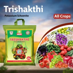 Multiplex Trishakthi Potassium Schoenite, Water Soluble Fertilizer, Boosts Crop Growth, Quality And Yield 2