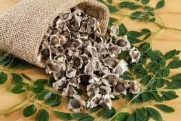 SK ORGANIC Moringa Seeds PKM2 High Yield Variety and Organic Seeds for Cultivation