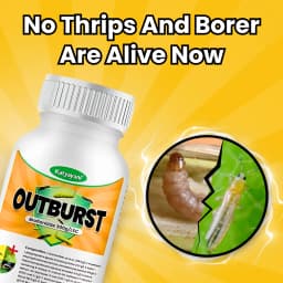 Katyayani OUTBURST Broflanilide 300 GL SC Insecticide, Effective Control Pests In Multiple Crops 2